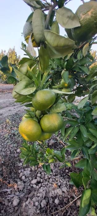 نارنگی ژاپنی