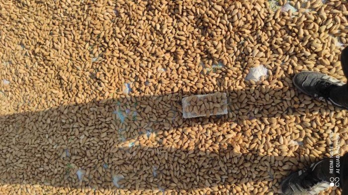 بادام مامایی