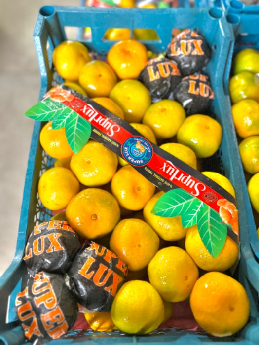 نارنگی ژاپنی صادراتی