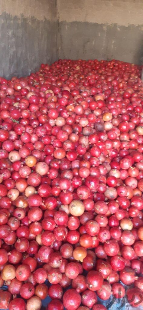 انار آبدار و شیرین