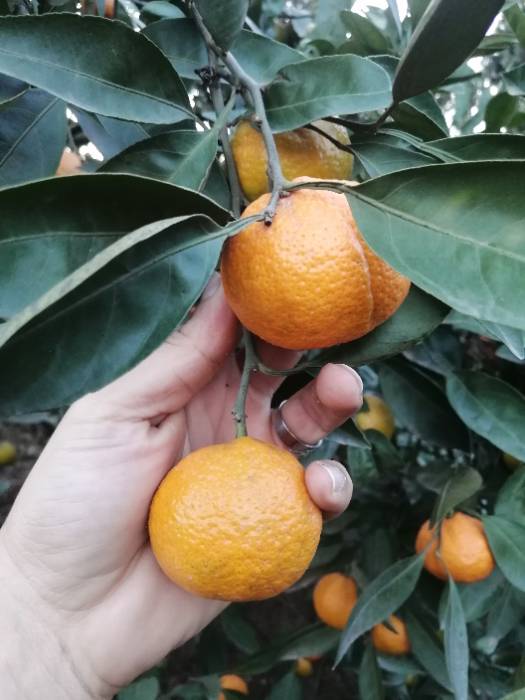 نارنگی محلی – پرتقال تامسون – نارنگی ژاپنی – پرتقال خونی