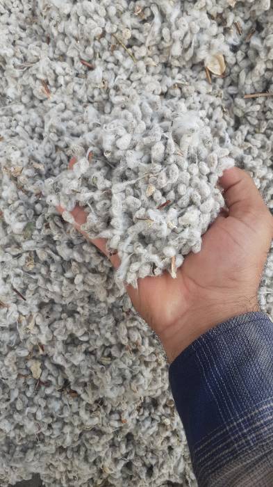 تخم پنبه دامی