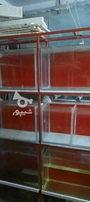 وان و اکواریوم جهت پرورش زالو و ماهی