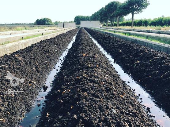 کود آلی و ارگانیک ورمی کمپوست