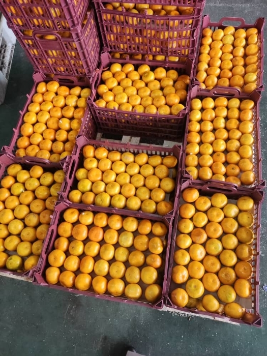 نارنگی ژاپنی