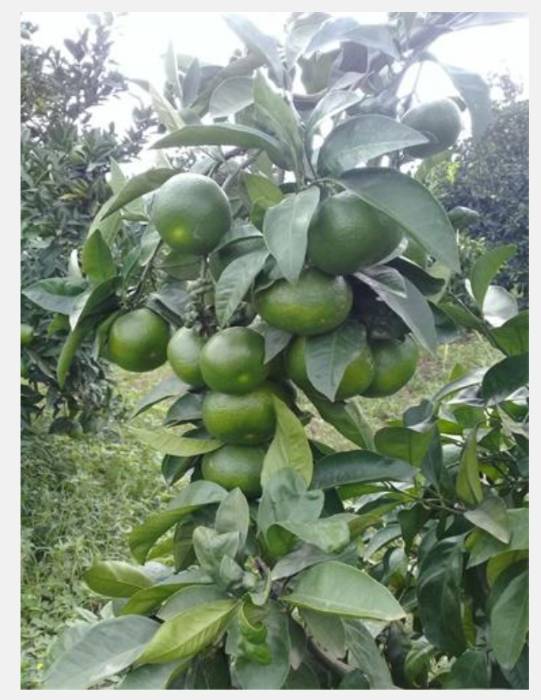 نارنگی ژاپنی