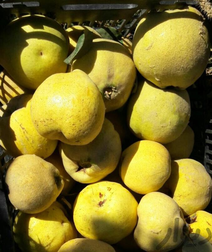 میوه ی به مرغوب و ارگانیک