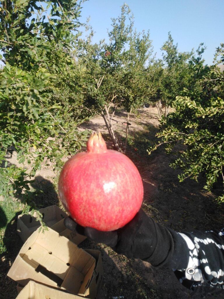 فروش کلی حدودا 1 تن انار فردوس،استان خراسان جنوبی